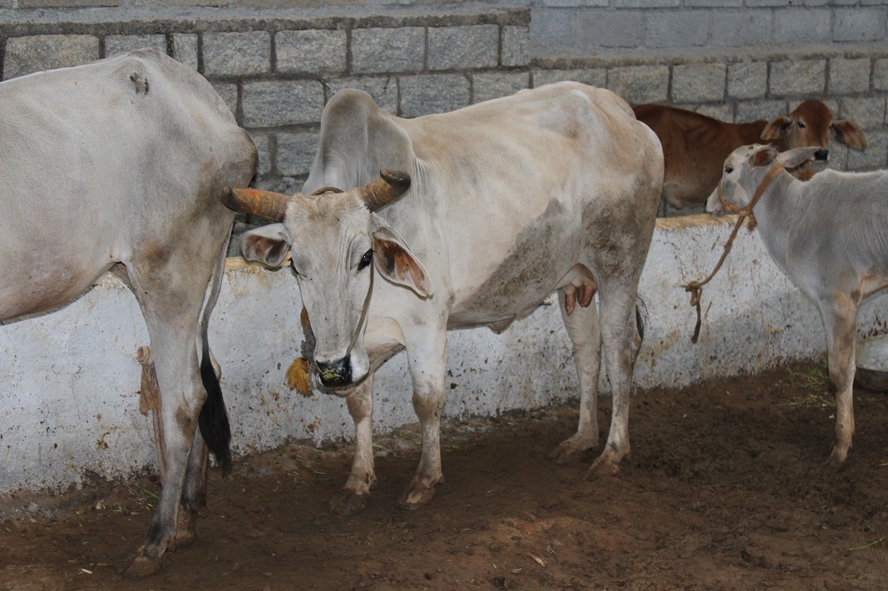 Cow at farm