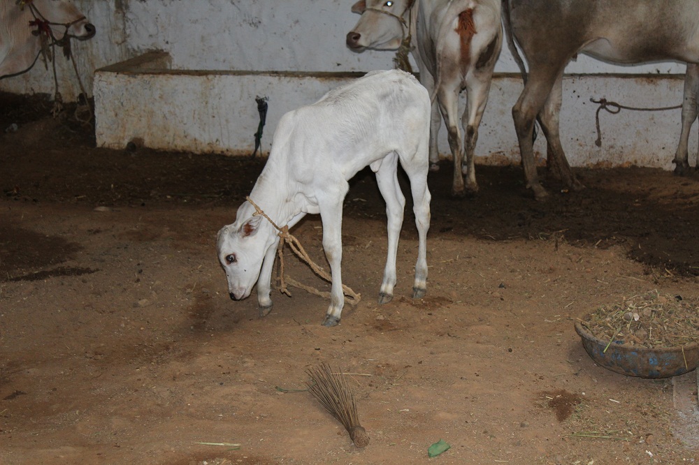 Calf at farm